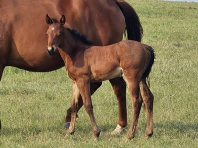 Whiskey Up Wine JW <BR>AQHA PENDING
